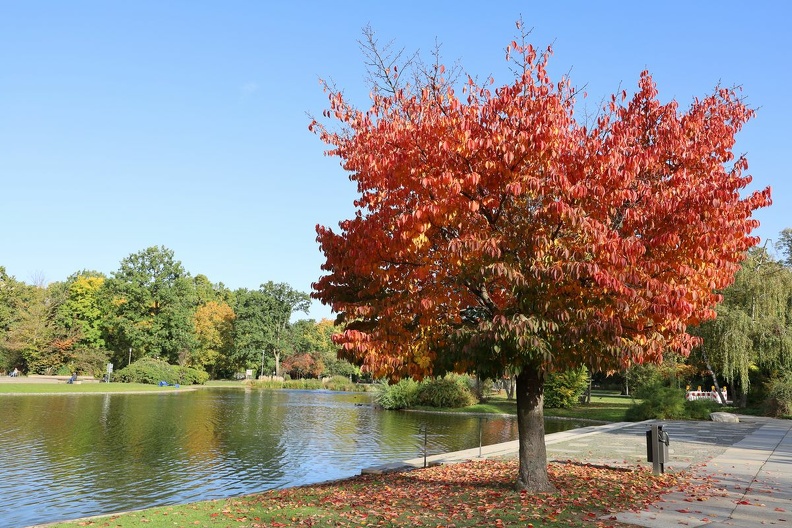 fall some red 1.JPG