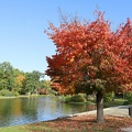fall some red 1