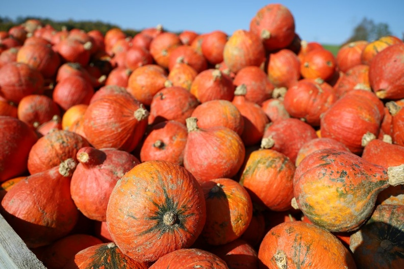 fall some red 3.JPG