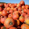 fall some red 3