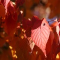 fall some red 2