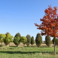 fall some red 6