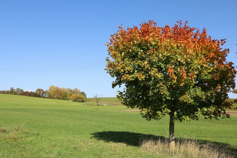 fall some red 5.JPG