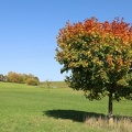 fall some red 5
