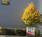 Herbst l