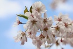 Willy Brandt  Park cherry blossom 1