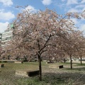 Willy Brandt  Park cherry blossom 3