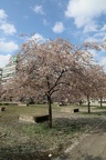 Willy Brandt  Park cherry blossom 3