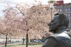 Willy Brandt  Park cherry blossom 2
